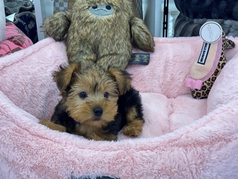 Yorkshire Terrier - Yorkshire Terrier