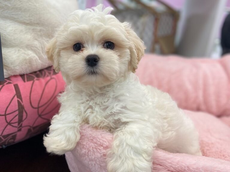 Todd - Teddy Bear (Zuchon)