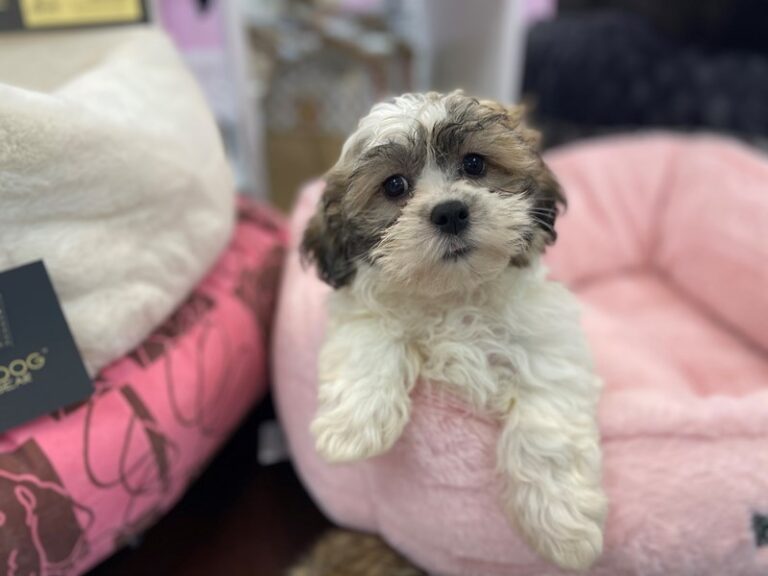 Wendy - Teddy Bear (Zuchon)