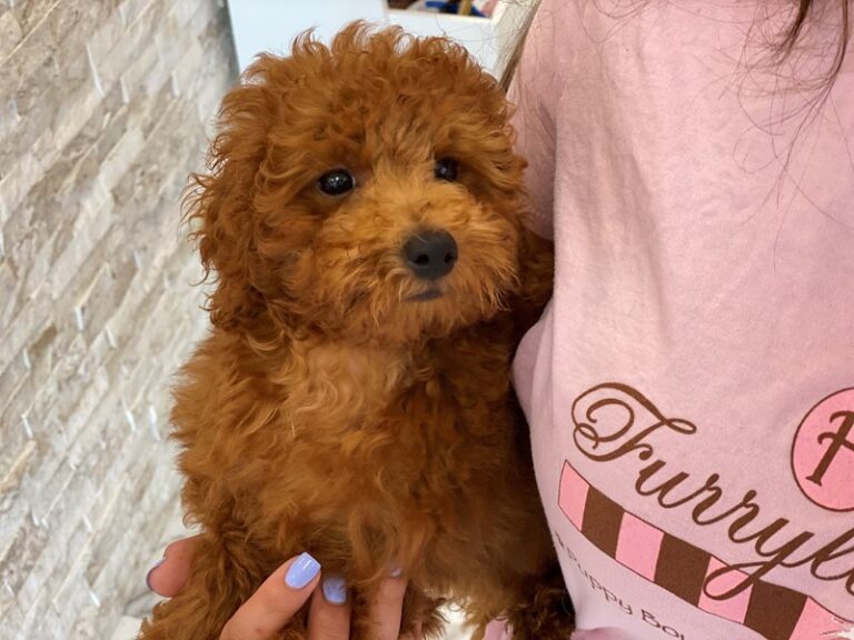 Pee Wee - Toy Poodle
