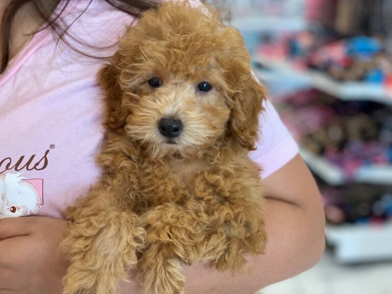 Jerry - Toy Poodle