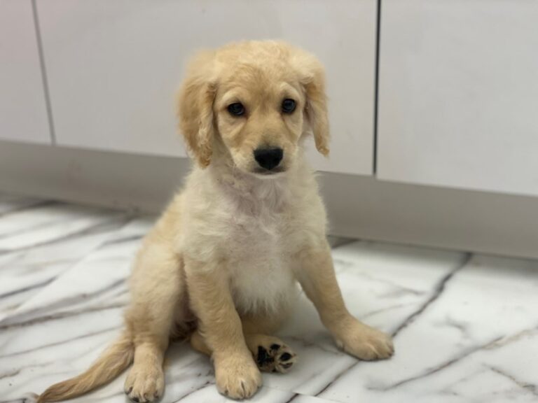 Sunshine - Goldendoodle Mini