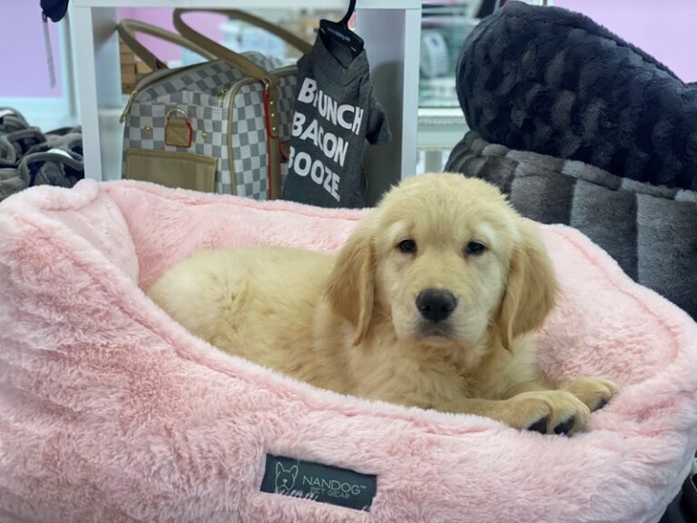 Hera - Golden Retriever
