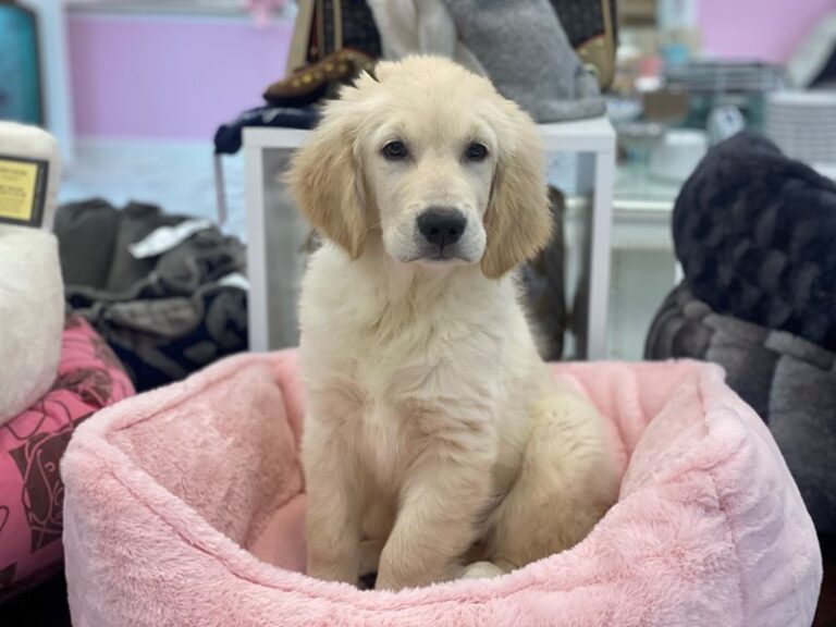 Zeus - Golden Retriever