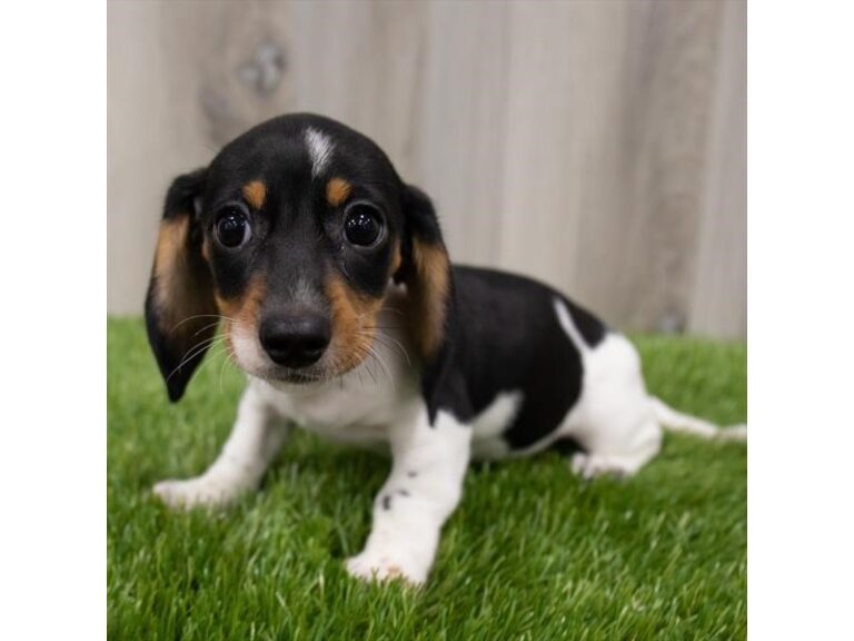 Gwen - Dachshund