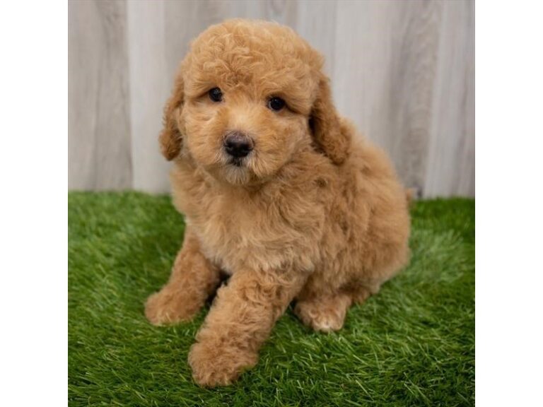 Oatmeal - Goldendoodle Mini 2nd Gen