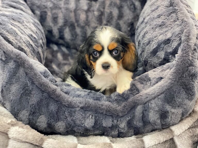 Jack - Cavalier King Charles Spaniel