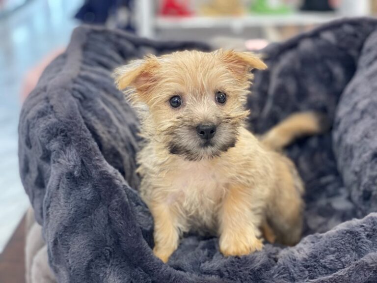 Mateo - Cairn Terrier