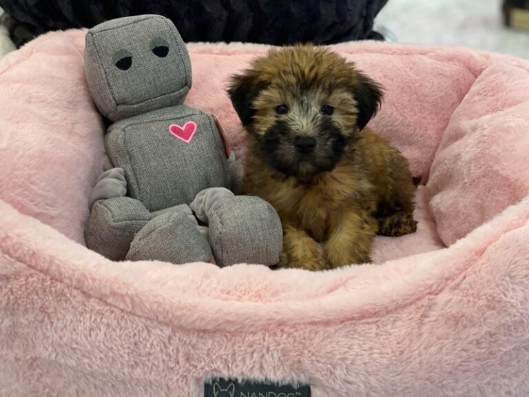 Annie - Soft Coated Wheaten Terrier