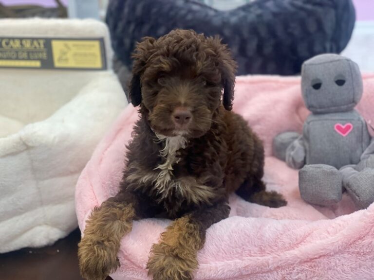 Bridget - Aussiedoodle