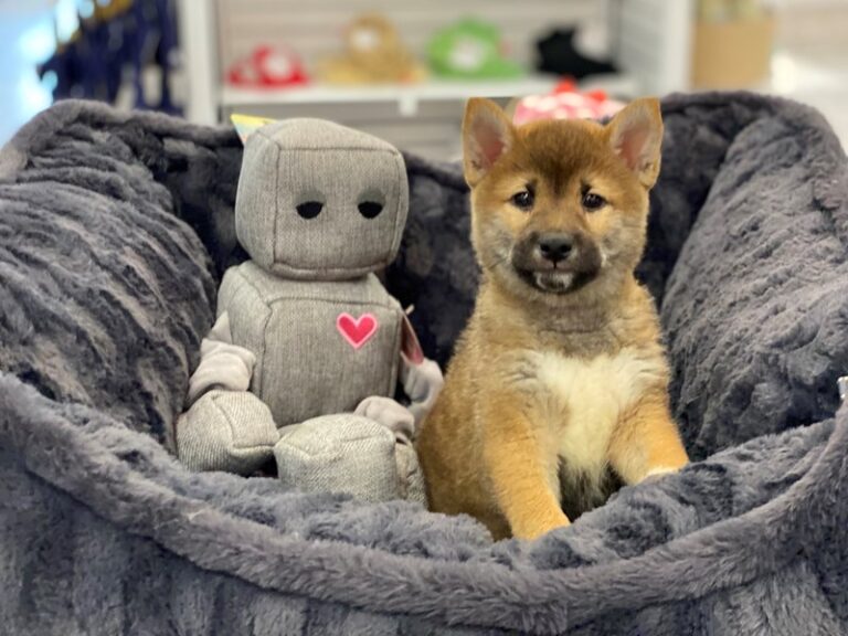 Banjo - Shiba Inu