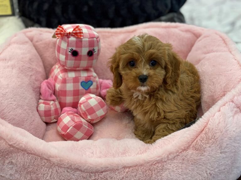 Amber - Cavapoo
