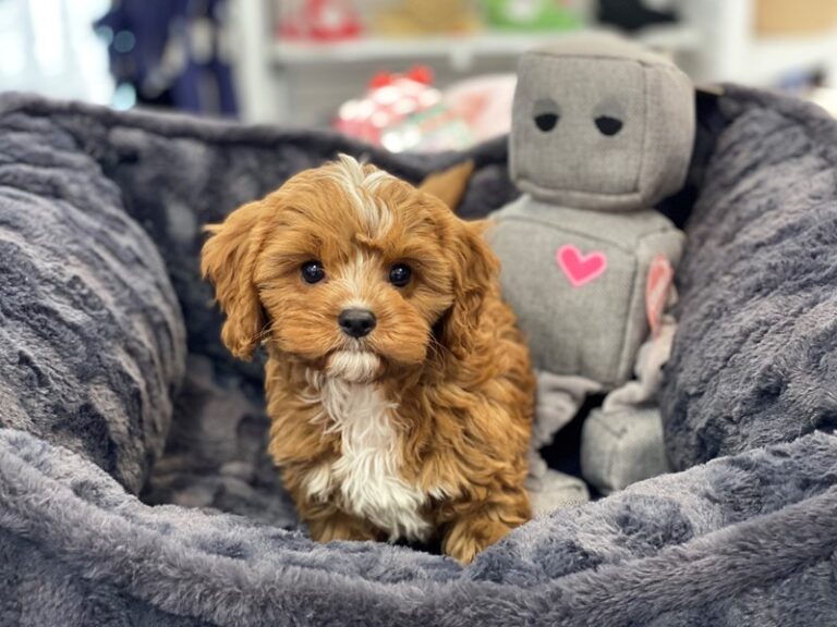 Ninja - Cavapoo