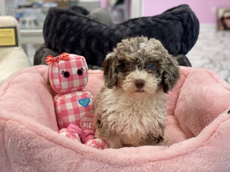 Morgan - Mini Bernedoodle