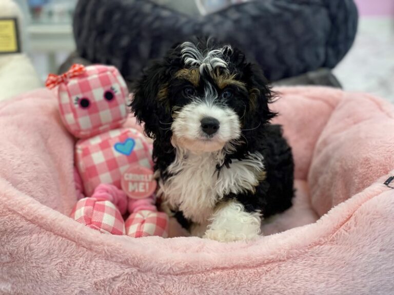 Dixie - Mini Bernedoodlier