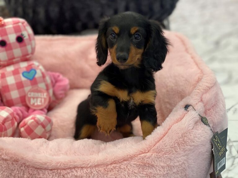 Wilma - Dachshund