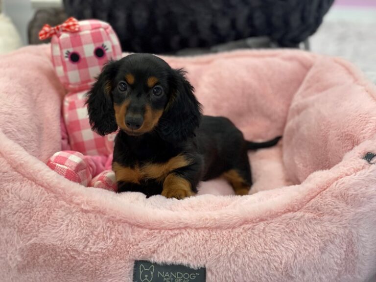 Betty - Dachshund