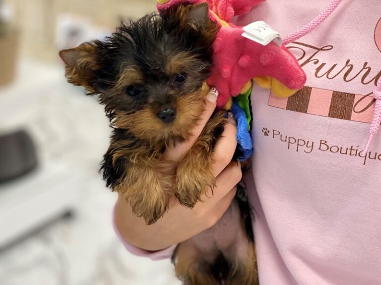 Jenny - Yorkshire Terrier