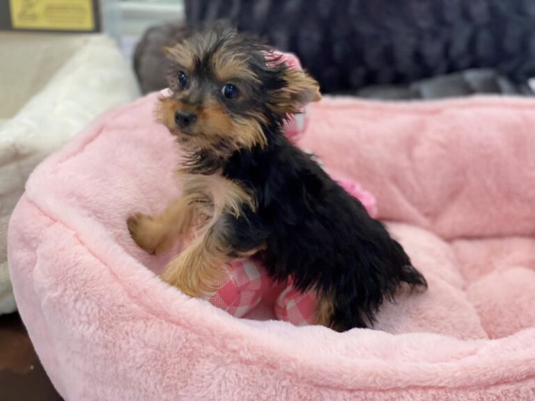 Georgia - Yorkshire Terrier