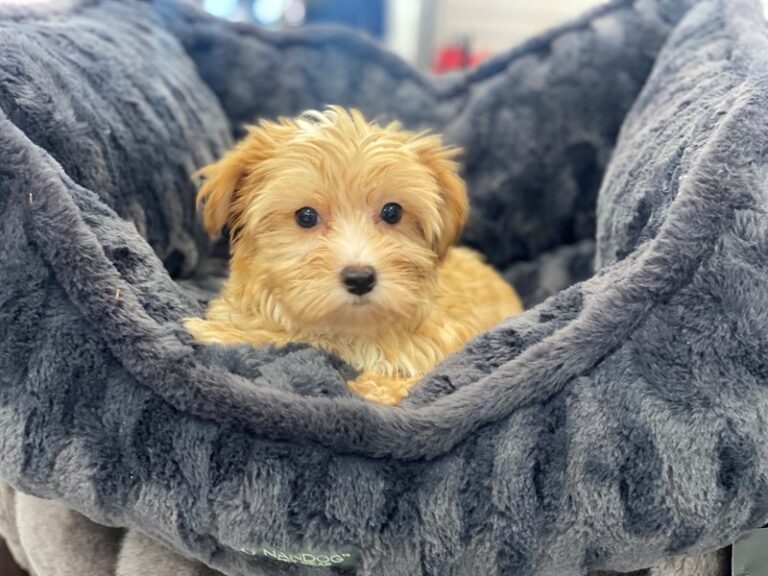 Hugo - Morkie