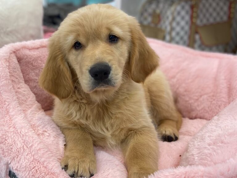 Cooper - Golden Retriever