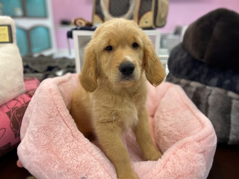 Rudy - Golden Retriever
