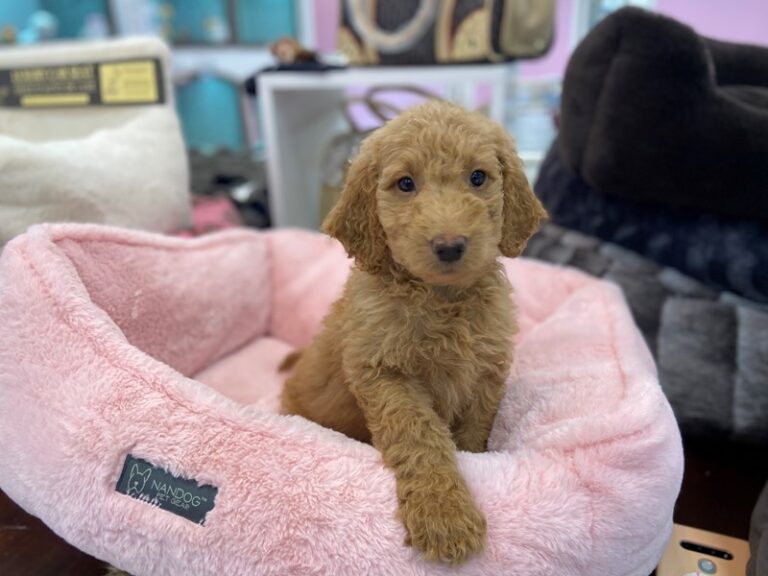 Labradoodle F1-B - Labradoodle F1-B