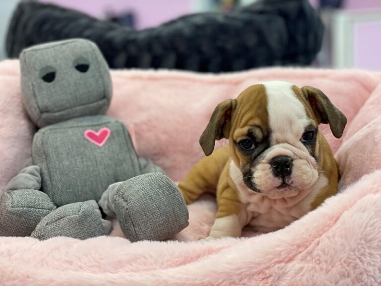 Millie - English Bulldog