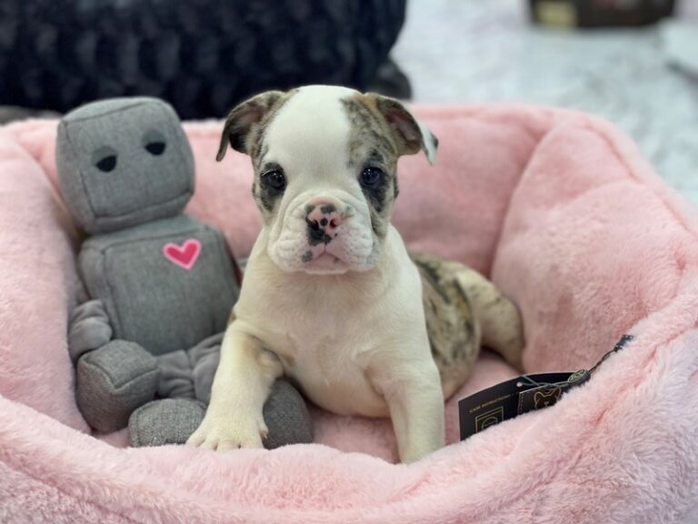 Mona - Victorian Bulldog