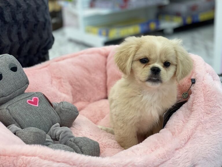 Greta - Pekingese/Beagle