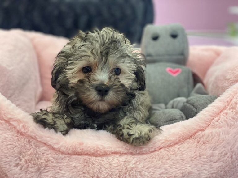 Romeo - Maltipoo