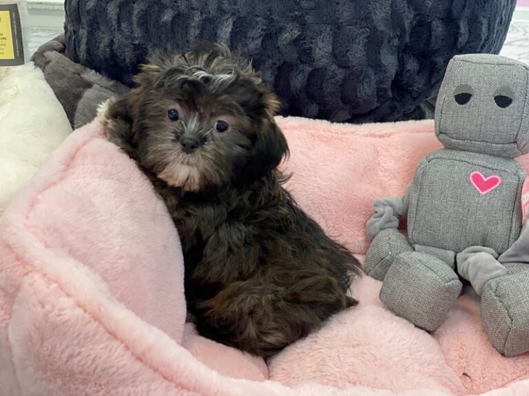 Dahlia - Shih Tzu