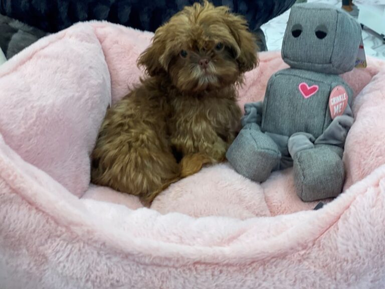Laverne - Shih Tzu