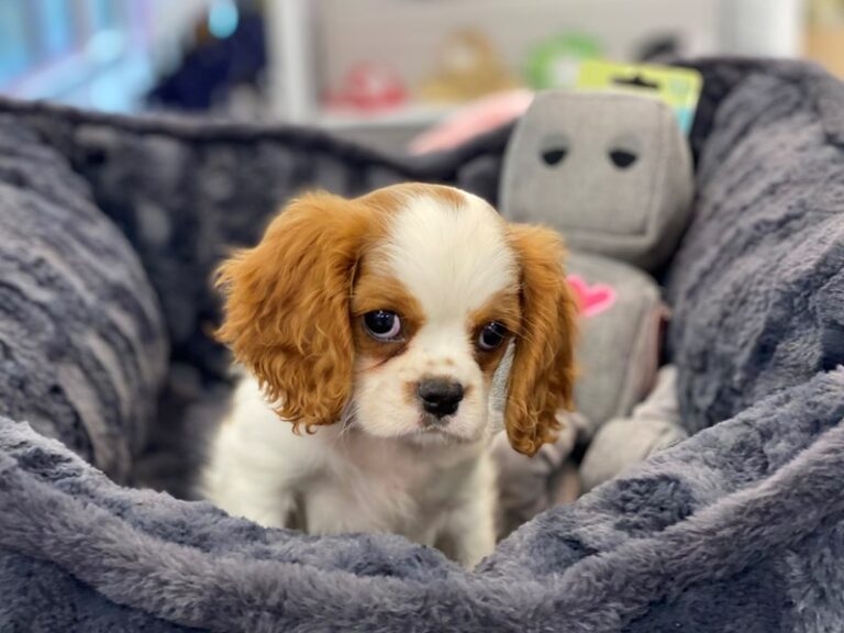 Lyle - Cavalier King Charles Spaniel