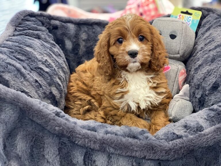 Ziggy - Cavapoo