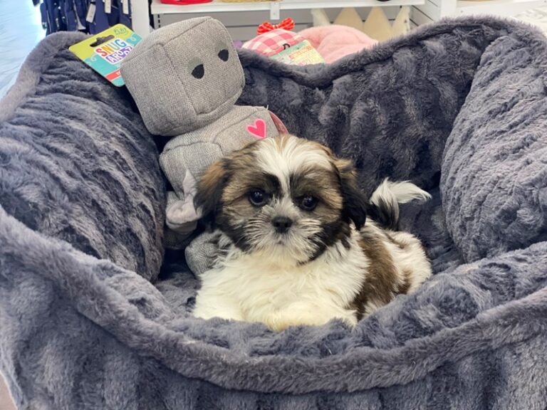 Ducky - Teddy Bear