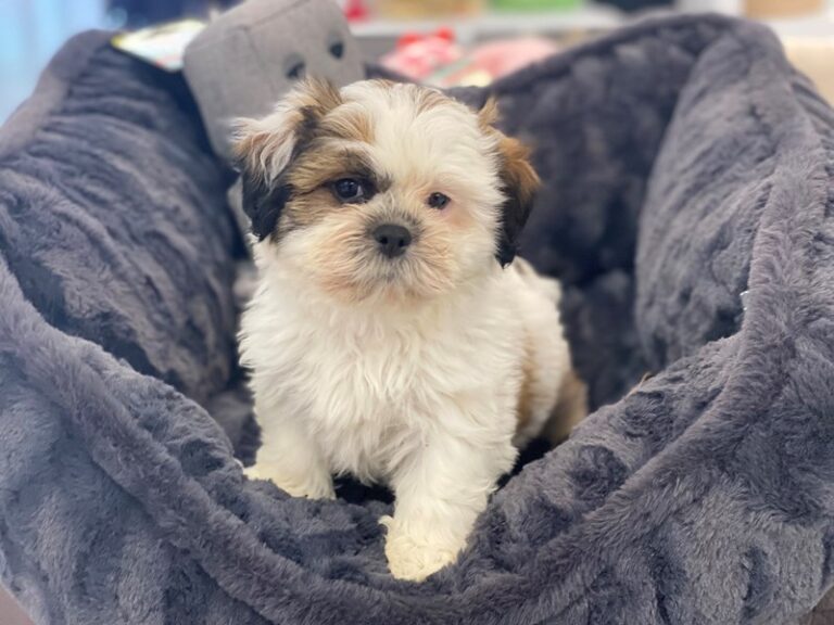 Brett - Teddy Bear