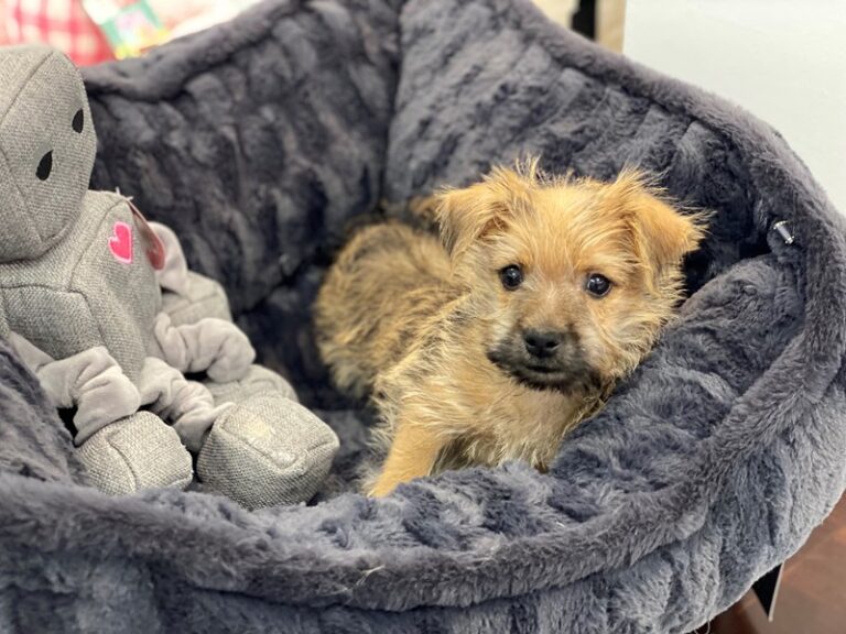Gilbert - Cairn Terrier