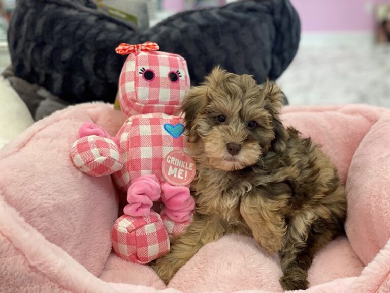 Rosie - NewfyPoo Mini