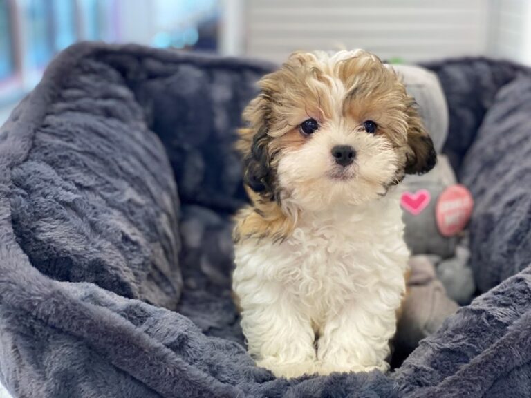 Titus - Shipoo