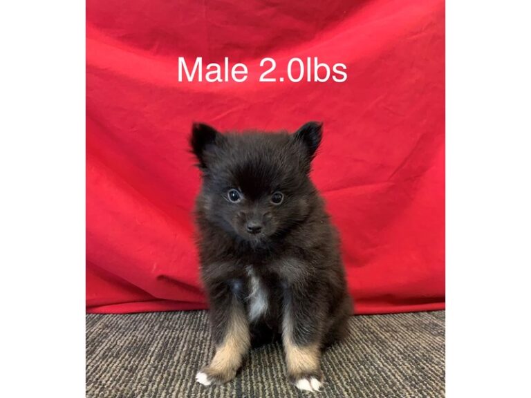 Wade - Pomeranian