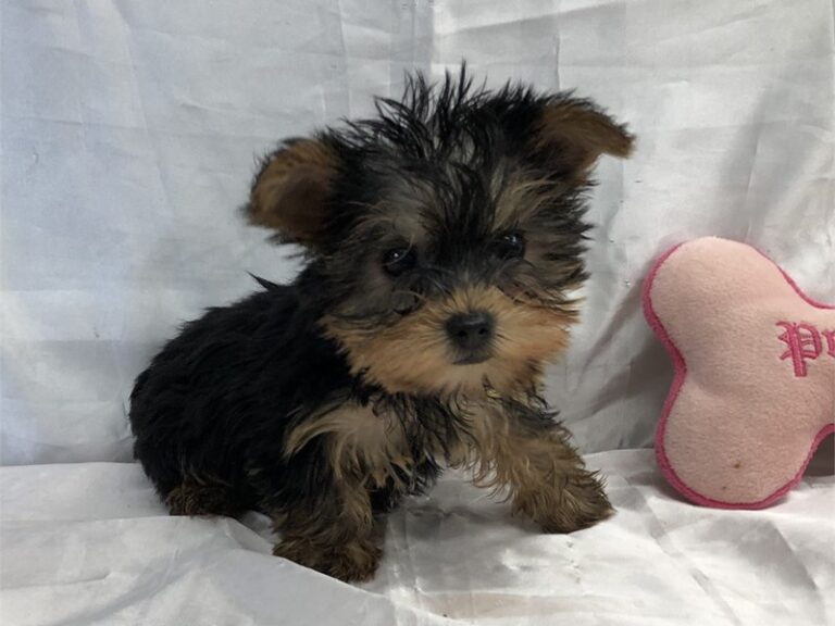 Pippa - Yorkshire Terrier