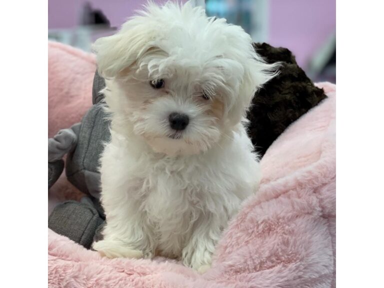 Mallory - Maltese