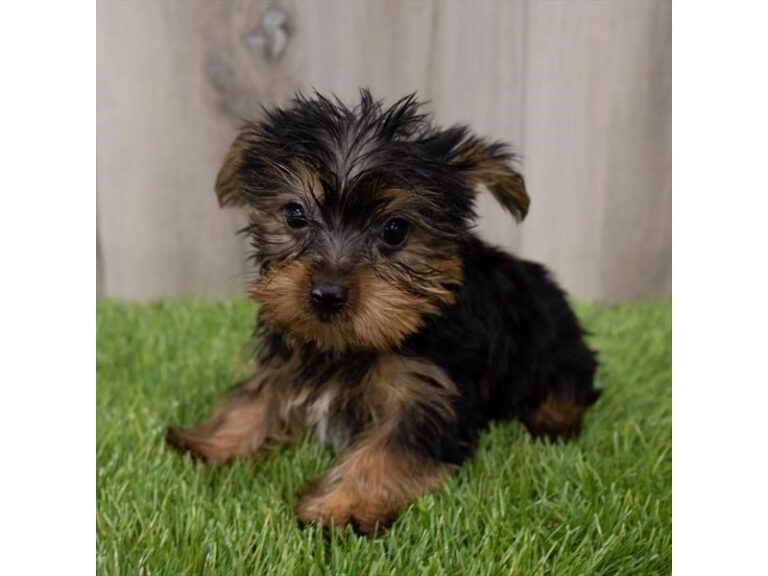 Liam - Yorkshire Terrier