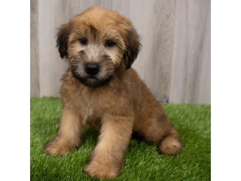 Murphy - Soft Coated Wheaten Terrier