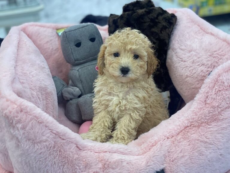 Crumpet - Bichapoo