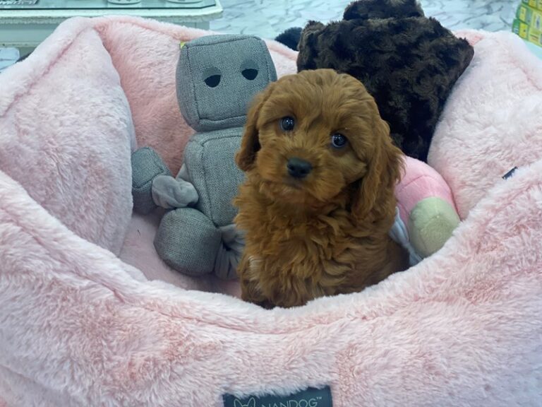 Louise - Cavapoo