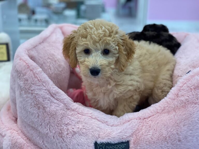 Marlow - Goldendoodle Mini