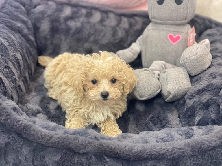 Pongo - Maltipoo