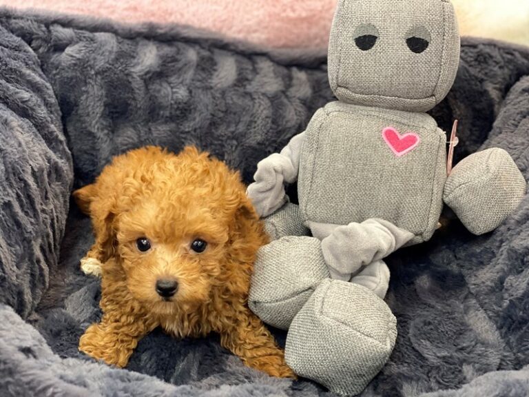 Ryker - Poodle Mini